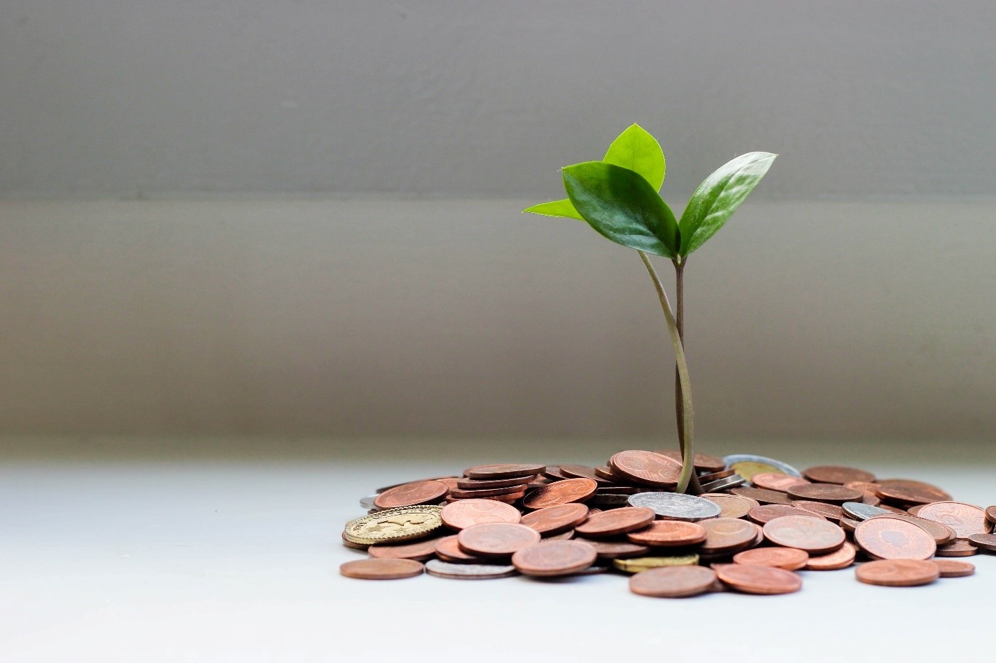 Plant growing from pile of coins