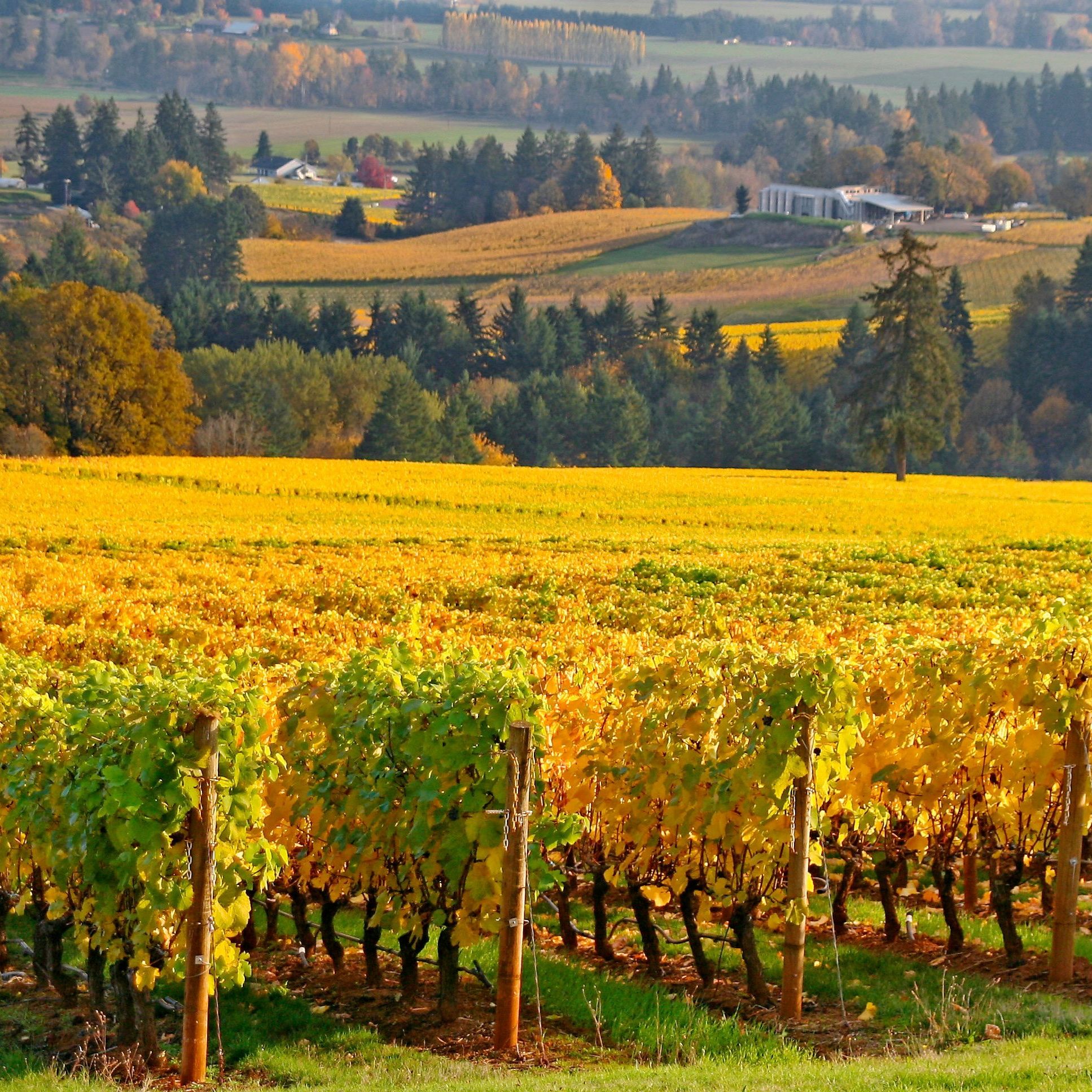 A picturesque view of Oregon wine country
