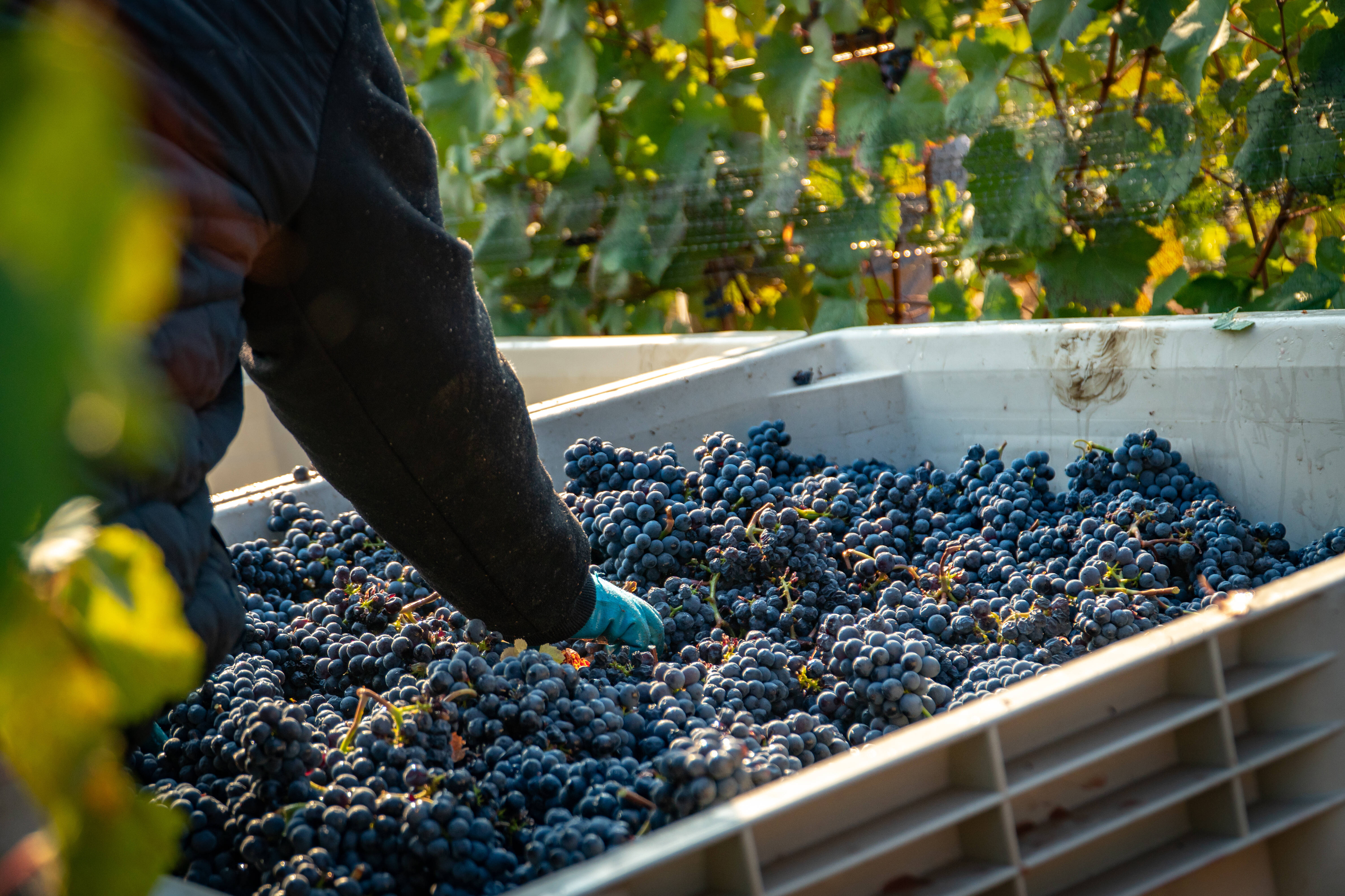An anonymous worker clearing leaves from a wine grape harvest bin at a vineyard