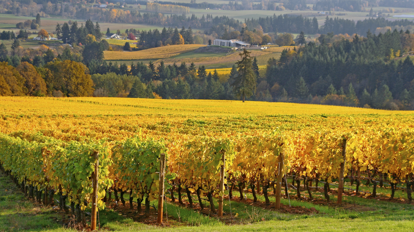 A picturesque view of Oregon wine country