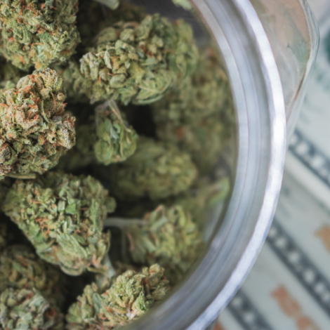 Cannabis plant with money