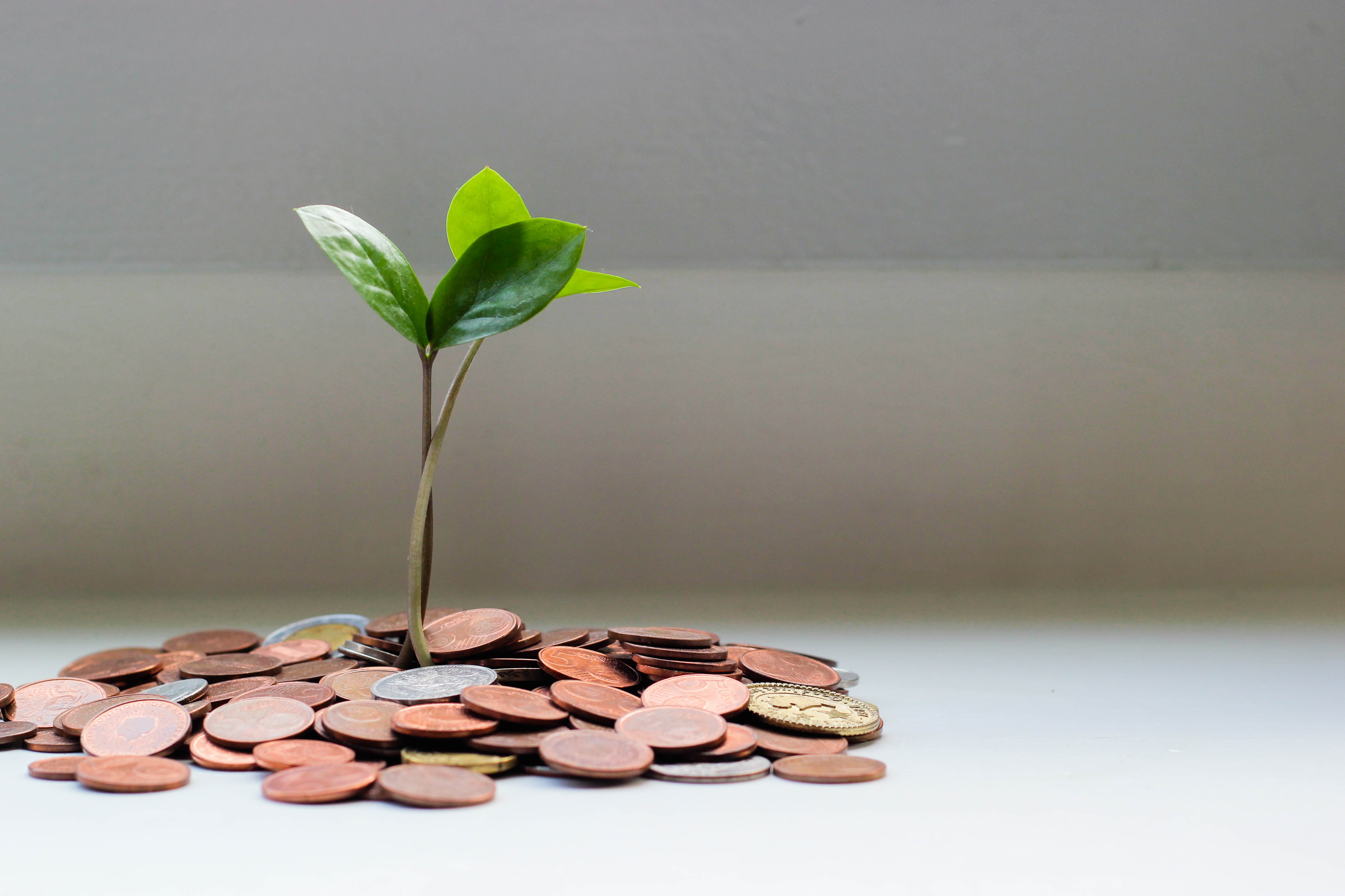The image depicts a small, green sprout emerging from a stack of shiny coins.
